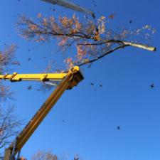 Tree Removal Signs